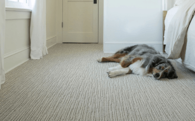 Anderson Carpet For Pets